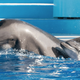Illustration for article titled SeaWorld Is Doing Absolutely Terribly